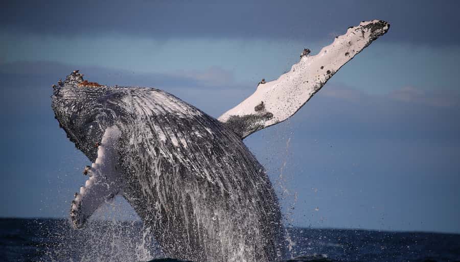 Sydney: Discovery Whale Watching Tour by Catamaran - Fantasea Avalon Comfort Plan: Where to Stand, Where to Sit