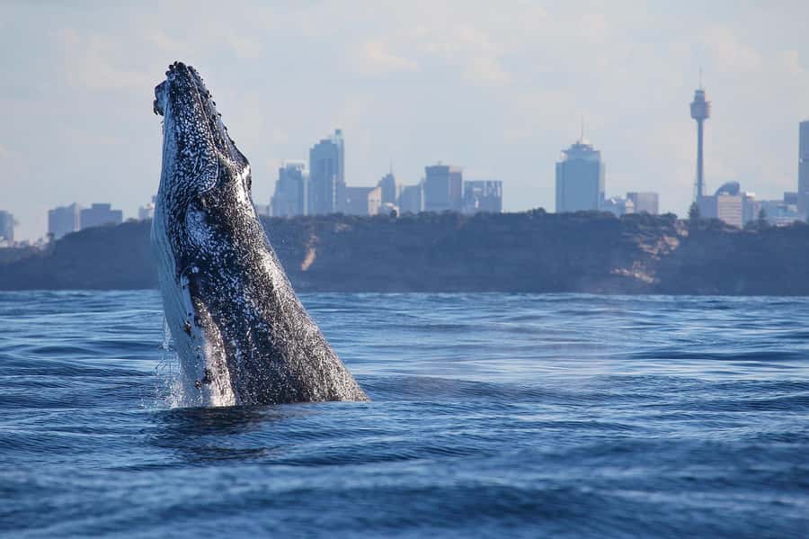 Sydney: Discovery Whale Watching Tour by Catamaran - The Ride at Up to 30 Knots, and How to Handle Motion