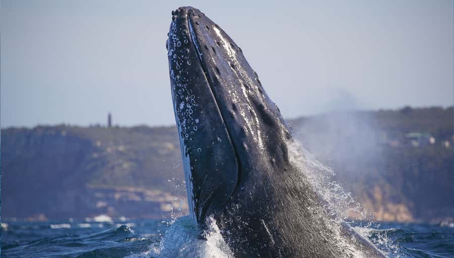 Sydney: Discovery Whale Watching Tour by Catamaran - The Whale Watching Search: What the Crew Looks For