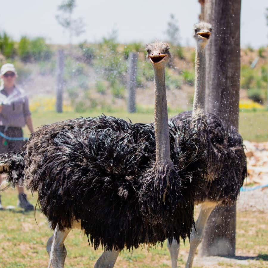 Sydney: Featherdale Wildlife Park Private Tour - Key things I’d watch for before you book