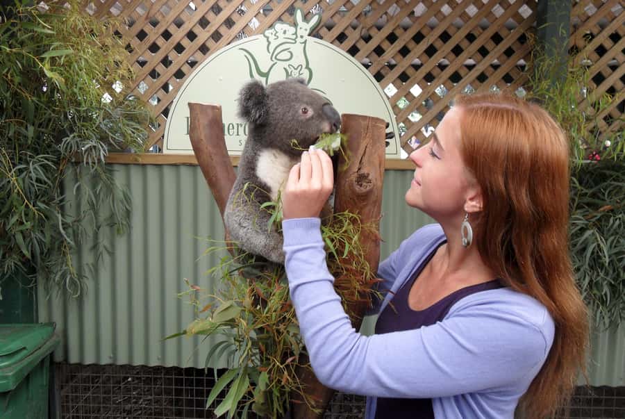 Sydney: Featherdale Wildlife Park Private Tour - From Sydney pickup to bushland wildlife, how the tour works