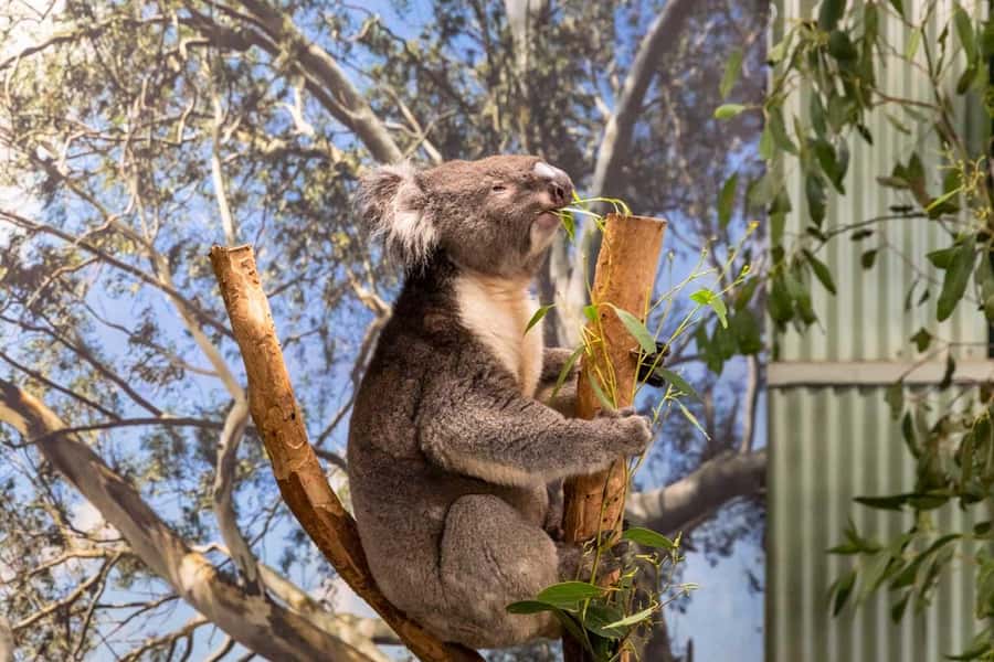 Sydney: Featherdale Wildlife Park Private Tour - Kangaroos and wallabies: the open-range experience that people remember