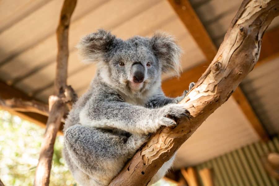 Sydney: Featherdale Wildlife Park Private Tour - Wildlife talks and keeper presentations: where learning happens