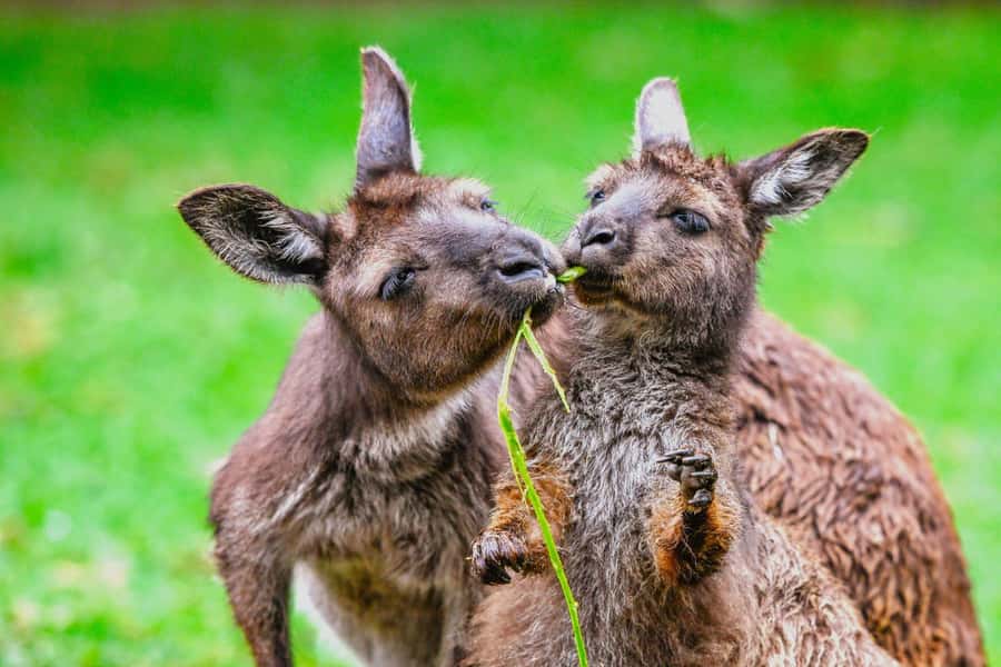 Sydney: Featherdale Wildlife Park Private Tour - Who this Sydney Featherdale private tour suits best