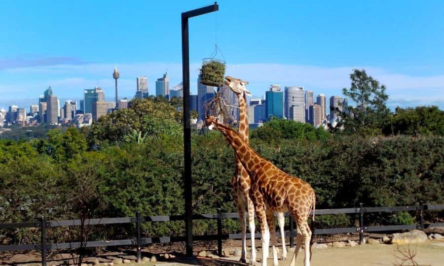 Sydney: Flexi Pass - Pick 3, 5 or 7 Experiences - The Rocks Walking Tour, plus Chinese Garden of Friendship