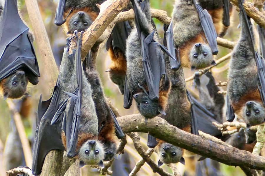 Sydney: Flying Fox Tour, Australia's Largest Bats - Key things I’d circle before you book