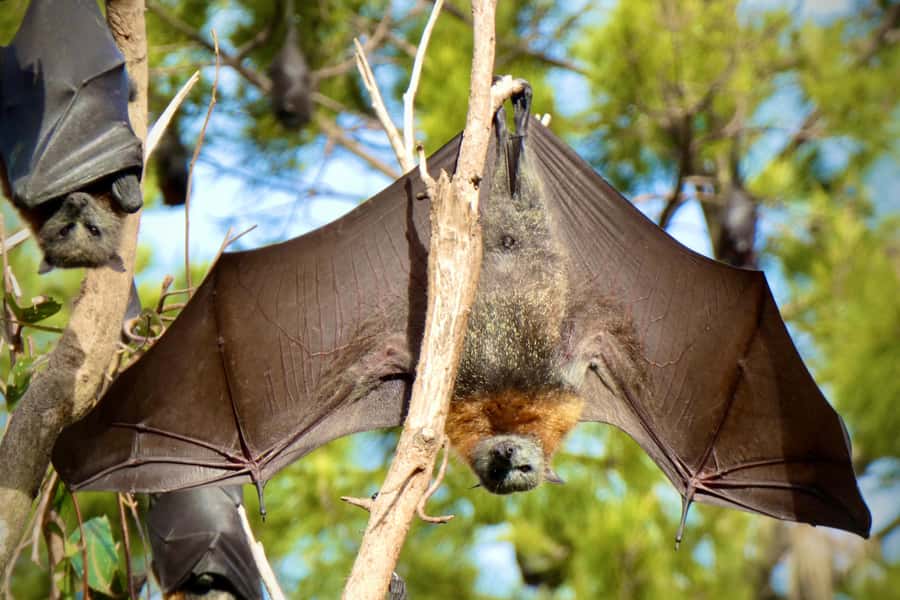 Sydney: Flying Fox Tour, Australia's Largest Bats - Quick itinerary in plain terms