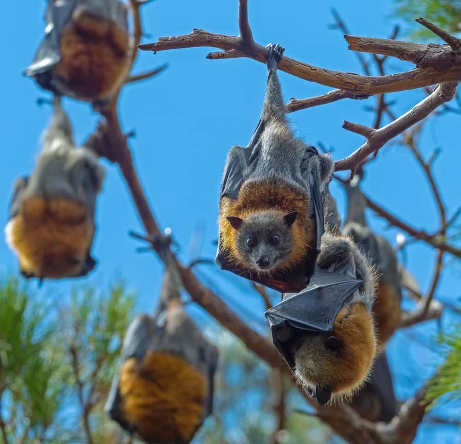 Sydney: Flying Fox Tour, Australia's Largest Bats - Why daytime flying foxes in Sydney still feel jaw-dropping