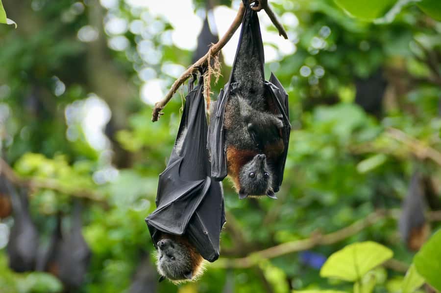Sydney: Flying Fox Tour, Australia's Largest Bats - The van ride is part tour, part preview