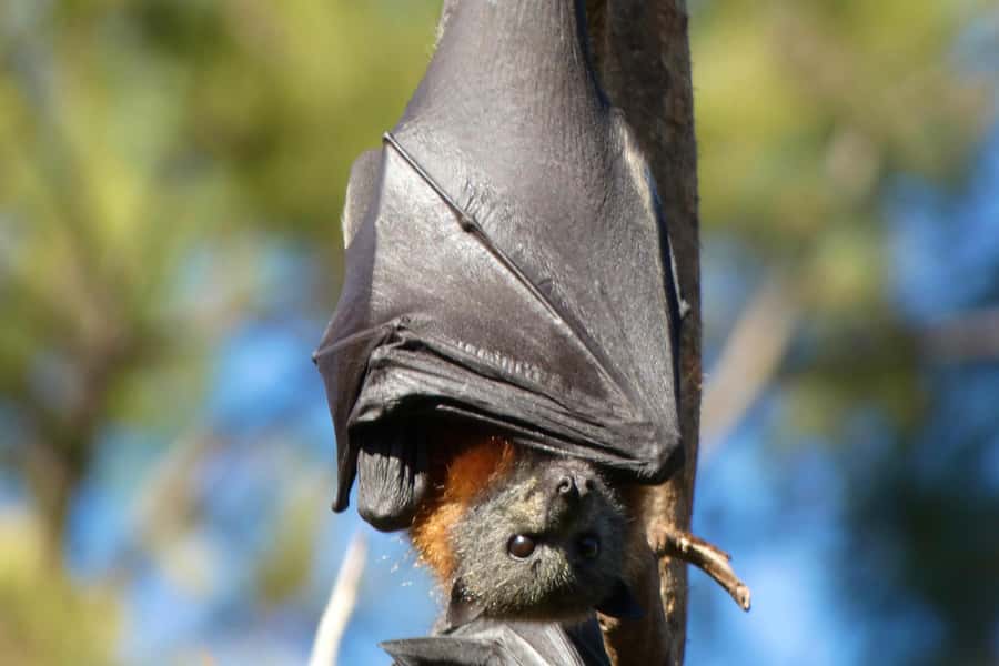 Sydney: Flying Fox Tour, Australia's Largest Bats - Super-zoom cameras and how you get photos without stress