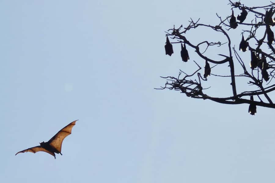Sydney: Flying Fox Tour, Australia's Largest Bats - Snacks, water, and the small comforts that matter mid-morning