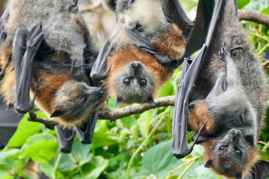 Sydney: Flying Fox Tour, Australia's Largest Bats - Price and value: why $49 can actually make sense