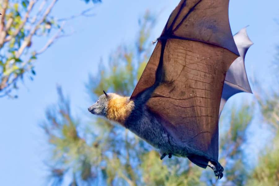 Sydney: Flying Fox Tour, Australia's Largest Bats - Circular Quay meeting point and getting on the bus fast