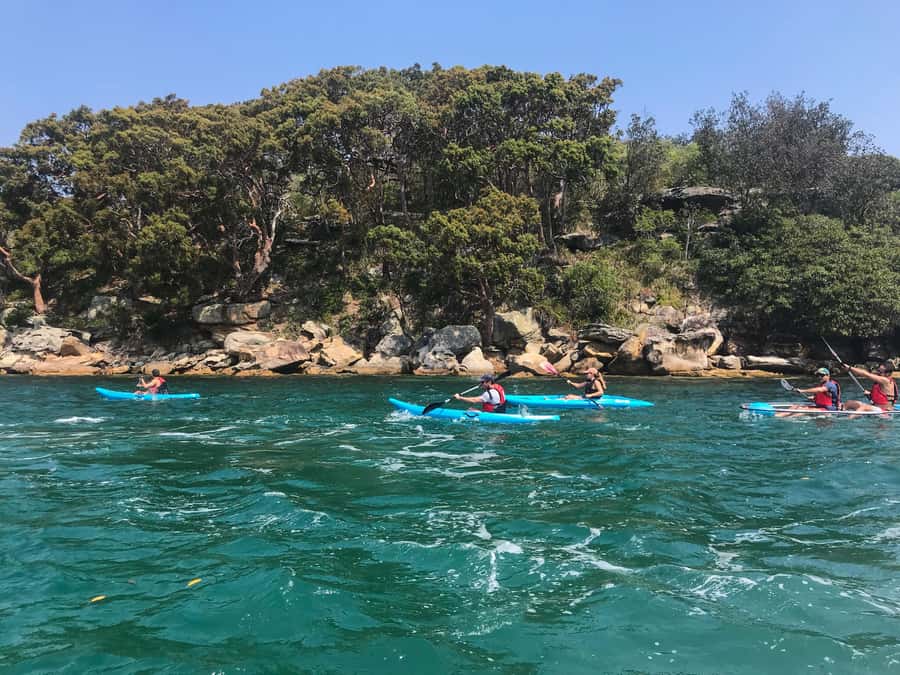 Sydney: Guided Kayak Tour of Manly Cove Beaches - Why Manly Cove by kayak feels different from the usual harbor tour