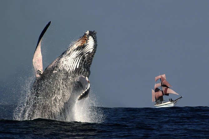 Sydney Harbour Tall Ship Whale & Sail - Whale Watching Cruise - Key highlights to know before you sail