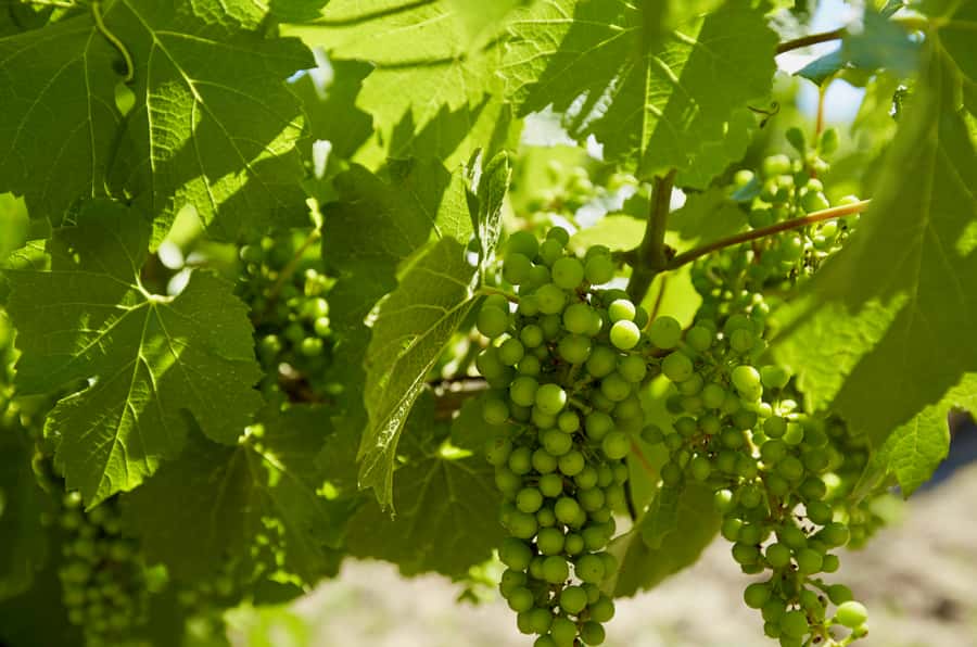 Sydney: Hunter Valley Wineries Day Trip with Food Tastings - Olive Centre: the savory tasting stop that people remember
