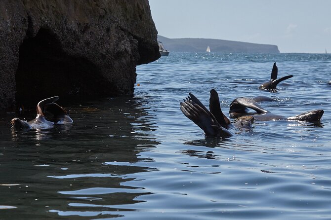 Sydney Kayak Seal Encounter Adventure with Gourmet Food - Why This Private Fur Seal Kayak Trip Feels Personal
