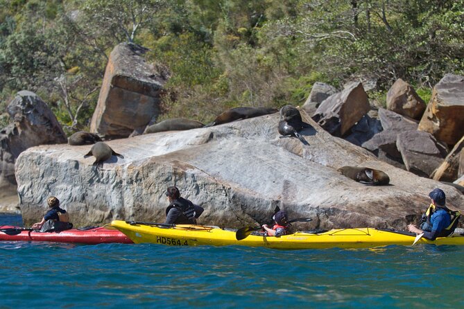 Sydney Kayak Seal Encounter Adventure with Gourmet Food - After Lunch: More Secluded Beaches and the Ride Back