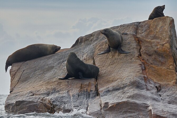 Sydney Kayak Seal Encounter Adventure with Gourmet Food - Price and Value: What You Pay for With SydneyKayak