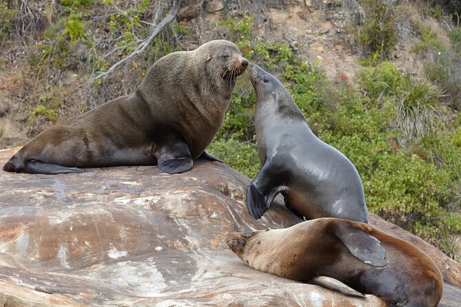 Sydney Kayak Seal Encounter Adventure with Gourmet Food - Paddling to the Fur Seal Colony: Making Seal Time Count