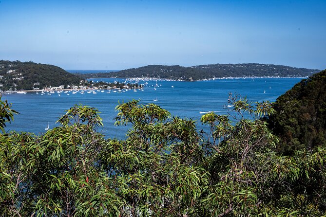 Sydney: Ku-ring-gai Chase National Park with Hike, Swim, Picnic - Price and logistics: is $215.17 actually good value?