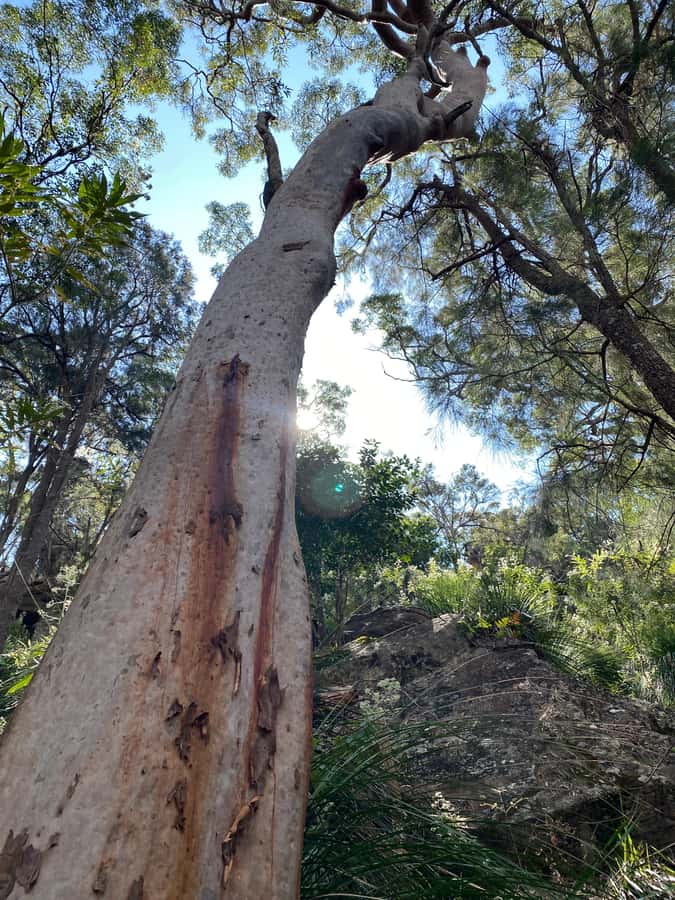 Sydney: Ku-ring-gai National Park with Hike, Beach & Picnic - The Moderate Hike: What Your Body Should Expect