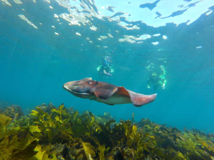 Sydney: Manly and Shelly Beach Snorkeling Tour - Meeting at Boat House Cafe: what to do before you even gear up
