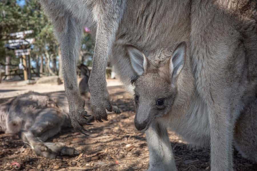 Sydney: Nature and Wildlife - Australia in One Day - Lunch and sweets at the Chocolate Factory Gosford