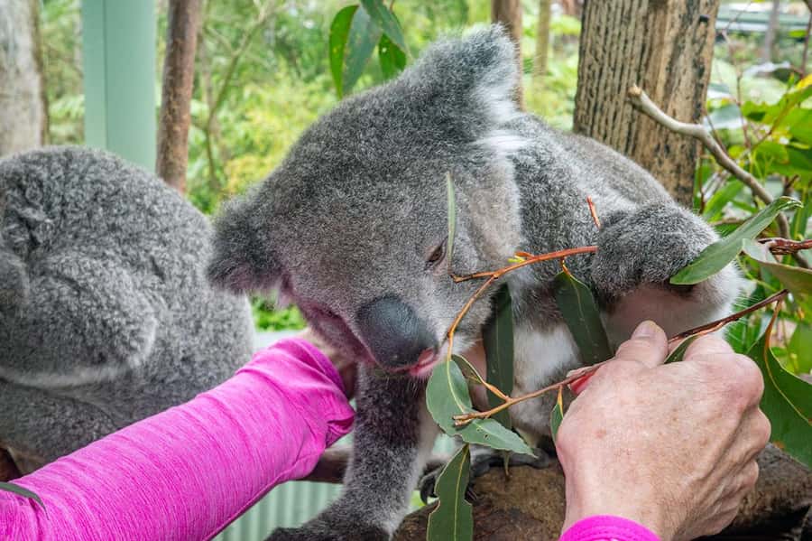 Sydney: Nature and Wildlife - Australia in One Day - Meet Matt, the private guide who keeps the day from feeling scripted