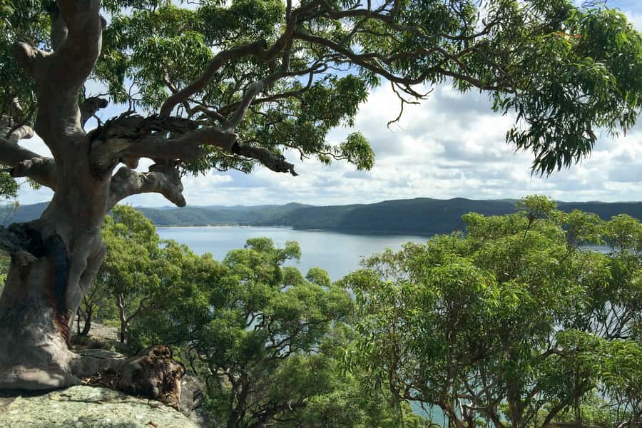 Sydney: Northern Beaches and Ku-ring-gai National Park Tour - Ku-ring-gai Chase National Park: Bush Walk and Ancient Rock Engravings