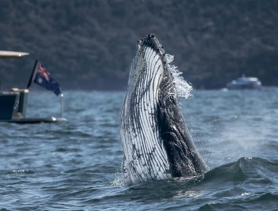 Sydney: Ocean Whale Watching Experience - Humpback whales off Sydney, and why this trip feels more personal