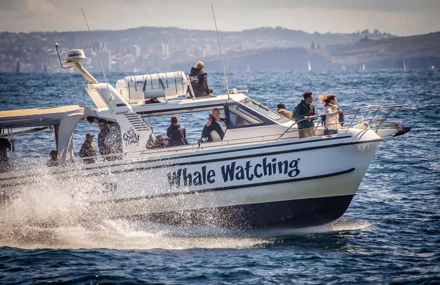 Sydney: Ocean Whale Watching Experience - The “city to ocean” route: Opera House and Harbour Bridge first