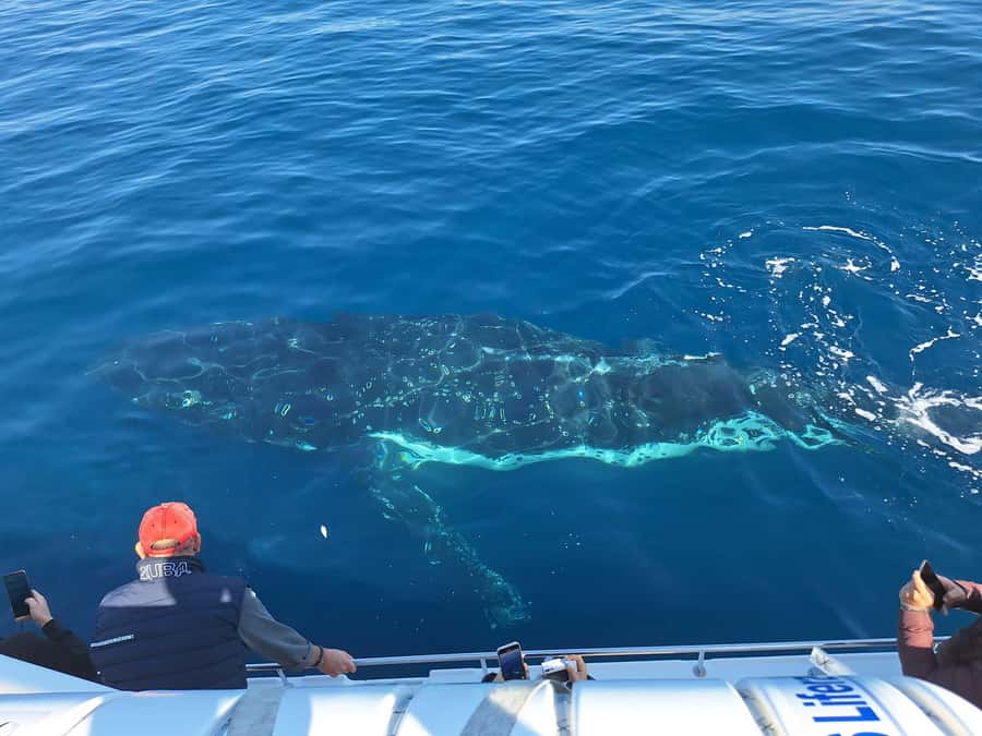 Sydney: Ocean Whale Watching Experience - Two hours in open water, built around staying close