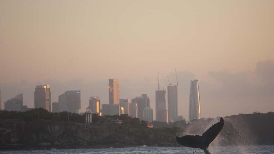 Sydney: Ocean Whale Watching Experience - Crew spotting skills, plus why a 30-passenger boat improves your odds