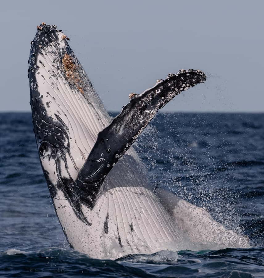 Sydney: Ocean Whale Watching Experience - Photos without the frantic phone scramble