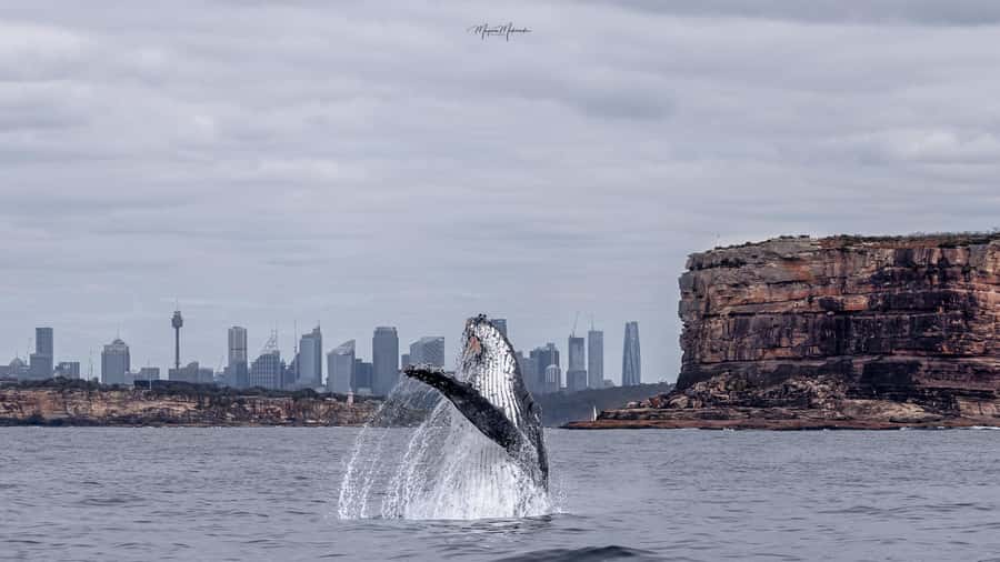 Sydney: Ocean Whale Watching Experience - Weather reality: rough water is part of the deal, plan for it