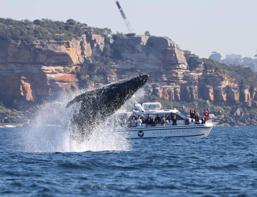 Sydney: Ocean Whale Watching Experience - Price and value: what you’re paying for at about $98 per person