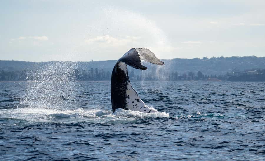 Sydney: Ocean Whale Watching Experience - Where you meet at King Street Wharf #3, and how the first minutes set you up