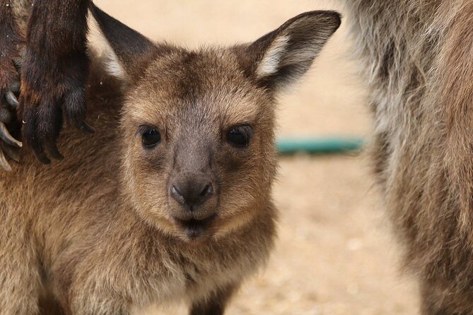 Sydney Opera House and Aussie Animals Private Tour - Sydney Opera House, inside the halls you normally don’t see