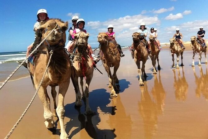 Sydney: Port Stephens Sandboarding, Dunes & Dolphin Cruise option - Nelson Bay lunch break: a real coastal town moment