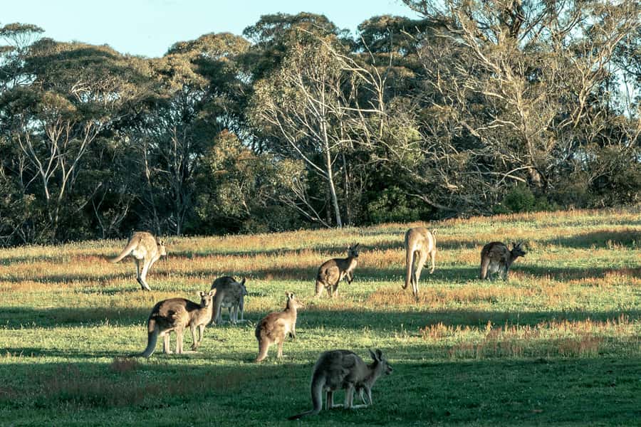 Sydney: Private Blue Mountains, Waterfalls, Walks & Meals - Price and Value: Is $676 per Person Worth It?