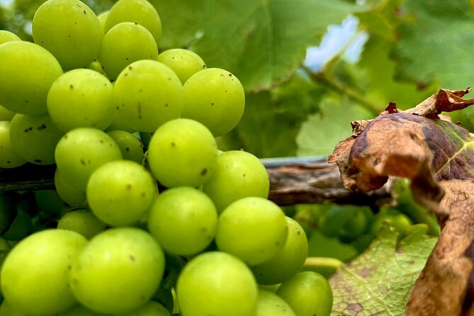 Sydney: PRIVATE Hunter Valley Wine Tasting Luxe Tour (10h) - Hunter Valley Morning Run: From Sydney Harbour to Cessnock