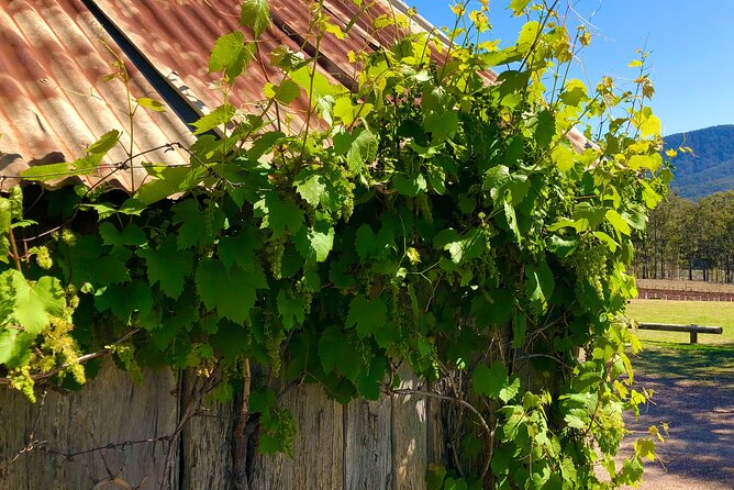 Sydney: PRIVATE Hunter Valley Wine Tasting Luxe Tour (10h) - Three Premium Tastings and One Cheese Pairing That Actually Helps
