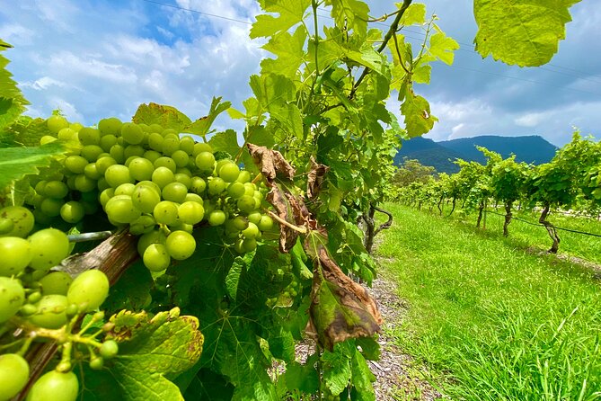 Sydney: PRIVATE Hunter Valley Wine Tasting Luxe Tour (10h) - Who This Tour Fits Best (And Who Might Skip It)