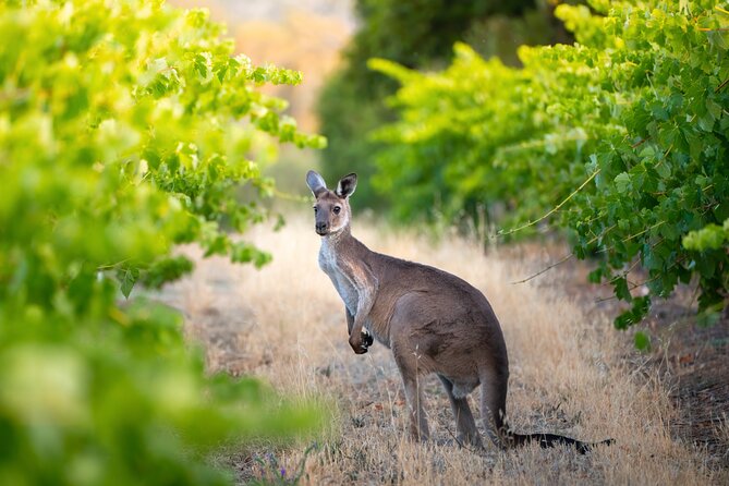 Sydney: PRIVATE Hunter Valley Wine Tasting Luxe Tour (10h) - Should You Book This Hunter Valley Luxe Tour?
