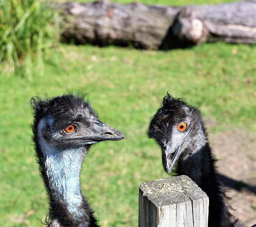Sydney: Royal National Park private day tour - Providential Point and cliff-country views without over-hiking