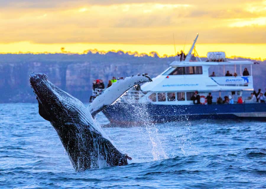 Sydney: Scenic Whale Watching Cruise - Whales Guaranteed - Key things that make this cruise work