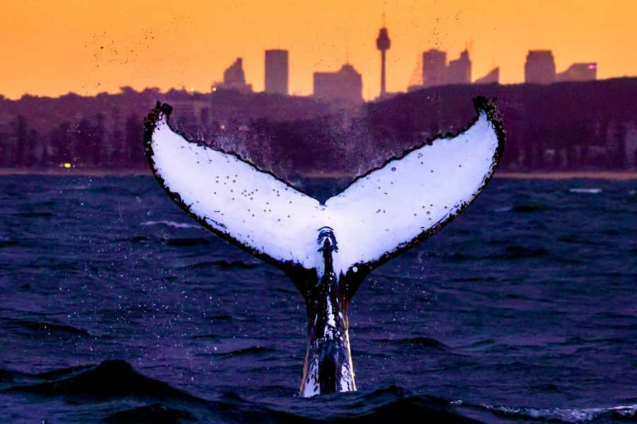 Sydney: Scenic Whale Watching Cruise - Whales Guaranteed - Sydney Harbour to the open ocean, in just 3 hours