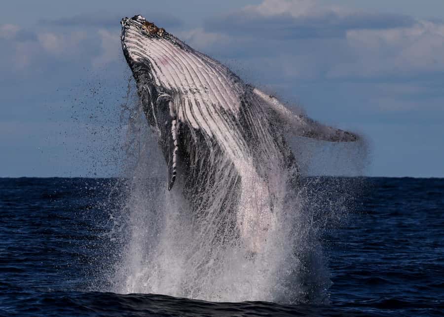 Sydney: Scenic Whale Watching Cruise - Whales Guaranteed - What happens on the cruise, from harbor icons to whale zone