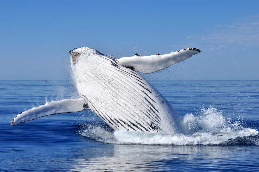 Sydney: Scenic Whale Watching Cruise - Whales Guaranteed - Whale Guarantee: how it affects your decision